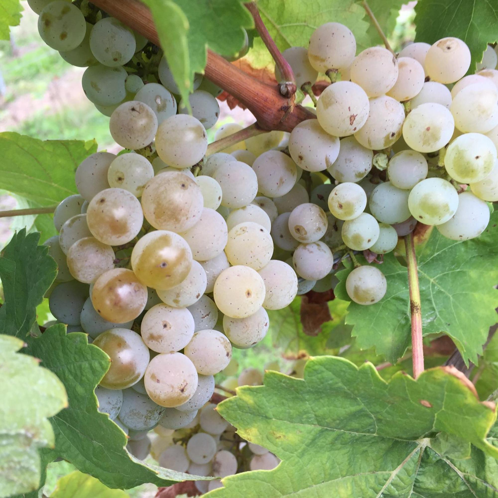 Ferienweingut Willems Oberemmel Dış mekan fotoğraf